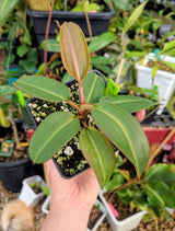 Nepenthes x Alisaputrana BE-3865 *SEED-GROWN*