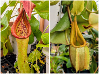 Nepenthes truncata (G) x veitchii BE-4021 Seeds