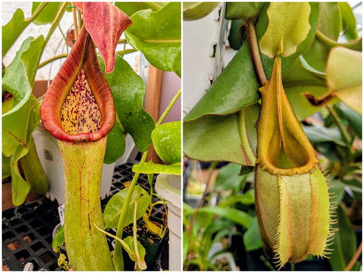 Nepenthes truncata (G) x veitchii BE-4021 Seeds
