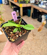 Nepenthes spathulata x hamata BE-3712