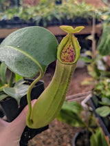Nepenthes truncata “Pasian” BE-3203