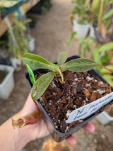 Nepenthes diabolica x burbidgeae BE-4626