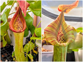 Nepenthes truncata (Gertie x C) Seeds