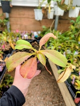 Nepenthes robcantleyi x merrilliana BE-4628