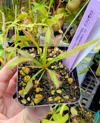 Drosera capensis 'Montagu Pass'