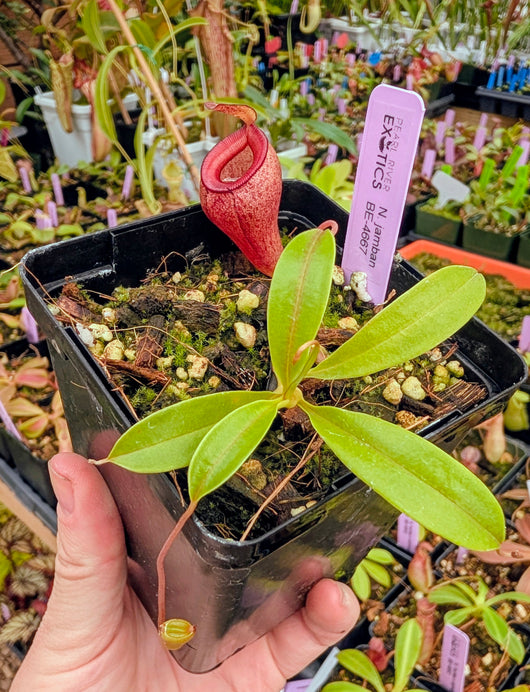 Nepenthes jamban BE-4667