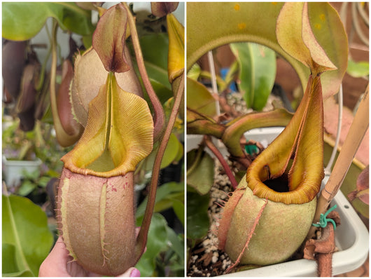 Nepenthes veitchii PRE-2 Seeds