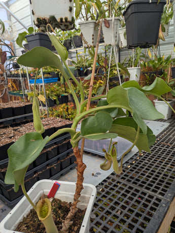 Nepenthes truncata SEED-GROWN *SPECIMEN*