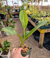 Nepenthes lowii x (maxima x veitchii) *ROOTED CUTTINGS*