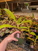 Nepenthes lowii x ventricosa "Hortus Botanicus, Amsterdam" *Rooted Cutting*