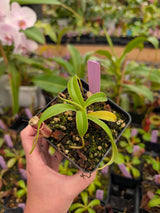 Nepenthes talangensis BE-4075