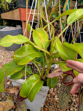 Nepenthes maxima x truncata *SPECIMEN*
