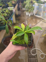 Nepenthes talangensis x zakariana BE-4552