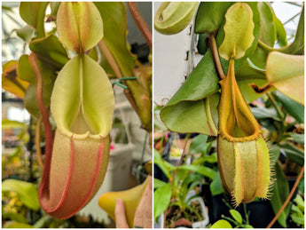 Nepenthes veitchii 4021 seeds