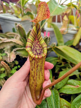 Nepenthes bokorensis x spectabilis PRE-1002