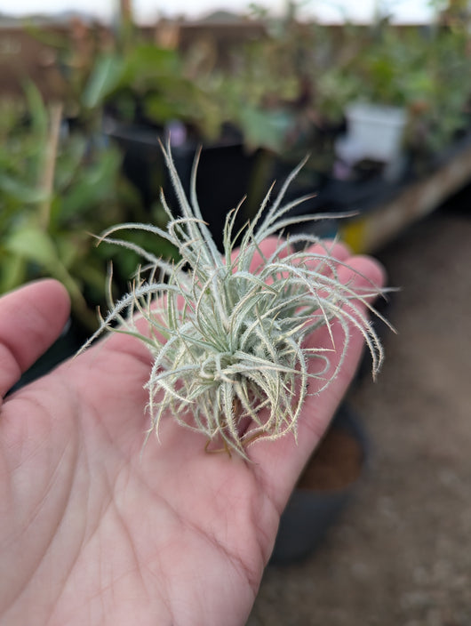 Tillandsia tectorum Snow Ball