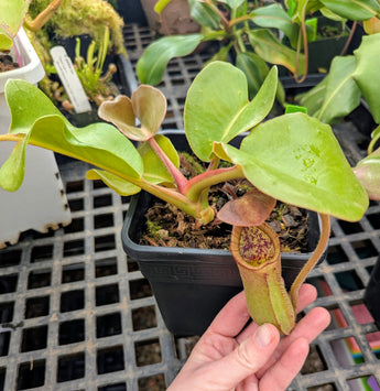 Nepenthes truncata “Red” *XL SPECIMEN*