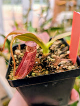 Nepenthes spectabilis x ephippiata BE-4681