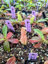 Nepenthes spectabilis x ampullaria BE-4587