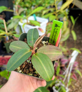 Nepenthes x Alisaputrana BE-3865 *SEED-GROWN*