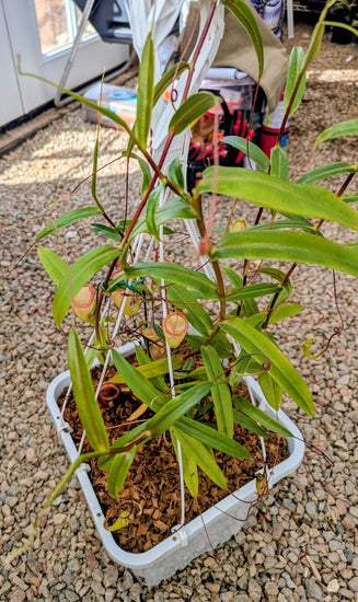 Nepenthes pitopangii (Ivory Colored Form) AW Cl.1 *ROOTED CUTTING*