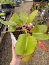 Nepenthes truncata SEED-GROWN *SPECIMEN*