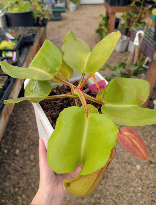 Nepenthes truncata SEED-GROWN *SPECIMEN*