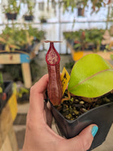 Nepenthes petiolata x alata BE-4580