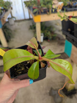 Nepenthes petiolata x alata BE-4580