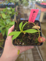 Nepenthes spectabilis x tenuis BE-3884