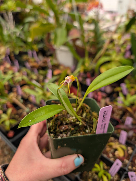 Masdevalia hybrid No ID
