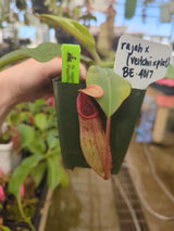 Nepenthes rajah x (veitchii x platychila) BE-4017 *SEED-GROWN*