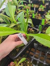 Nepenthes lowii x ventricosa 'PDA' (Female) *ROOTED CUTTINGS*