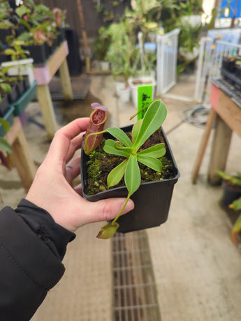 Nepenthes spathulata x tenuis BE-3981