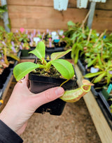 Nepenthes robcantleyi x merrilliana BE-4628