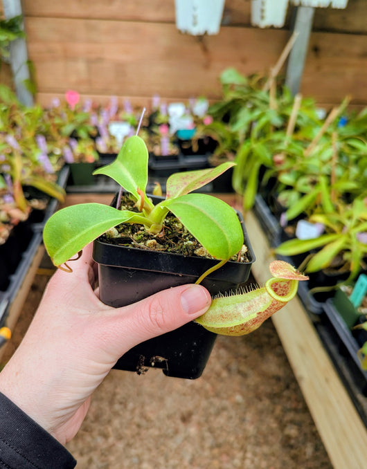 Nepenthes robcantleyi x merrilliana BE-4628