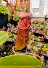 Nepenthes burkei x ephippiata BE-4652