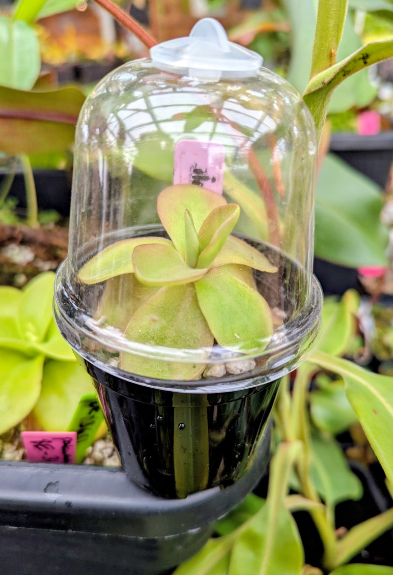 plant pot with humidity dome Pots with Domes