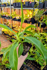 Nepenthes x Red Leopard *SPECIMEN*