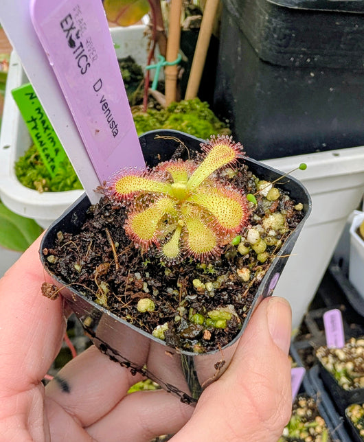 Drosera venusta
