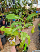 Nepenthes Rokko (EP) x Red Leopard *SEED-GROWN FEMALE XL SPECIMEN*