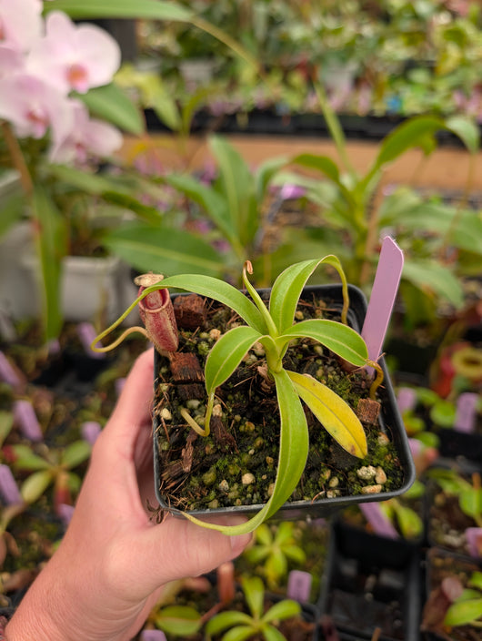 Nepenthes talangensis BE-4075