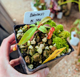 Nepenthes bokorensis BE-3856