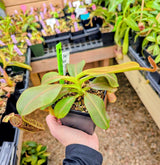 Nepenthes platychila x fusca BE-3847