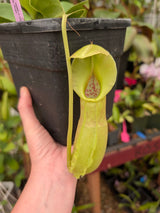N. spathulata x robcantleyi – selected clone BE-4541