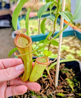 Nepenthes ventricosa x inermis (Wistuba Clone 1) *Specimen*