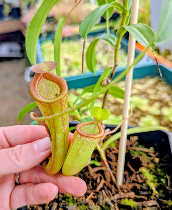 Nepenthes ventricosa x inermis (Wistuba Clone 1) *Specimen*
