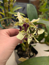 Dendrobium Little Astro