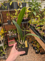 Brassocattleya Golden Glory