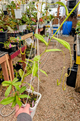 Nepenthes truncata (C) x carunculata Seeds